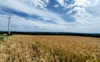 Windkraft, Feld, a field of wheat with a wind turbine in the background
