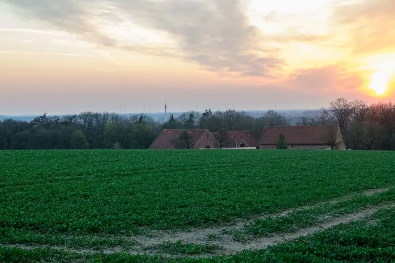 Windräder über Ackerland im Abendlicht